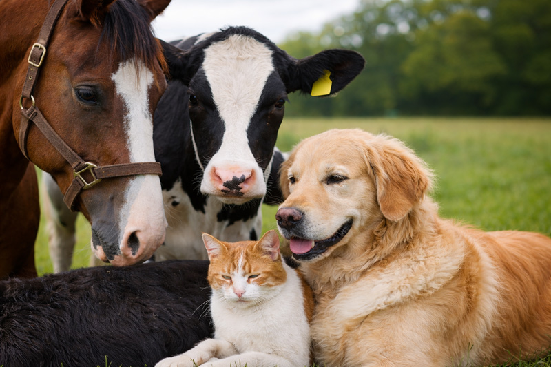 Braunes Pferd, schwarz weiße Kuh, Golden Retriever und Katze auf Wiese nebeneinander